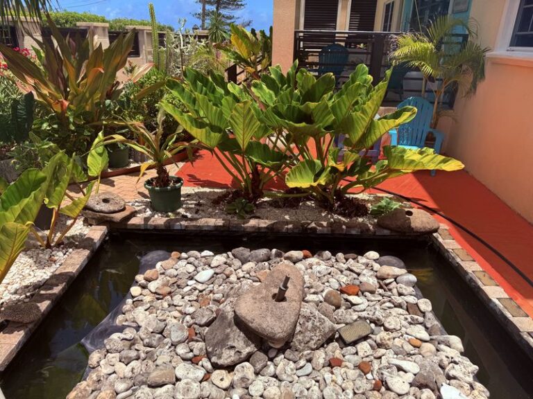 Koi pond and tropical planting in the gardens at Hidden Gem Barbados
